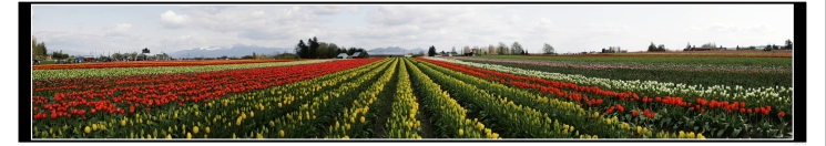 tulips_pano.jpg