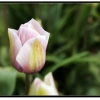 Tulip010.jpg