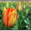 Tulip012.jpg