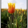 Tulip016.jpg