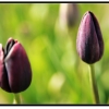 Tulip017.jpg