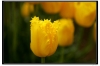 Tulip001.jpg