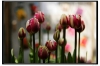 Tulip002.jpg