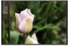Tulip010.jpg