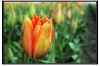 Tulip012.jpg