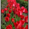 Tulip011.jpg