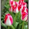 Tulip013.jpg
